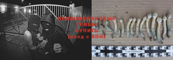 индика Ельня