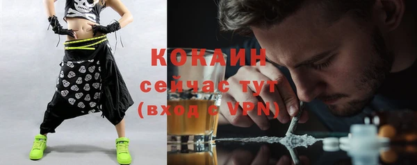 индика Ельня